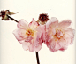 ◽

花的姿态
Irving Penn ​​​​

◽ ​​​​