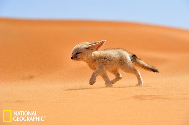 大耳狐沙漠奔跑