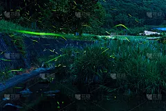 浮动源氏萤火虫