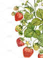 垂直横幅与成熟的红浆果草莓在白色的背景。专为包装、天然化妆品、保健品设计。与地方的文本。
