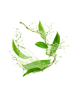 水花中的茶叶绿茶元素