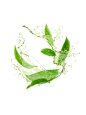 水花中的茶叶绿茶元素
