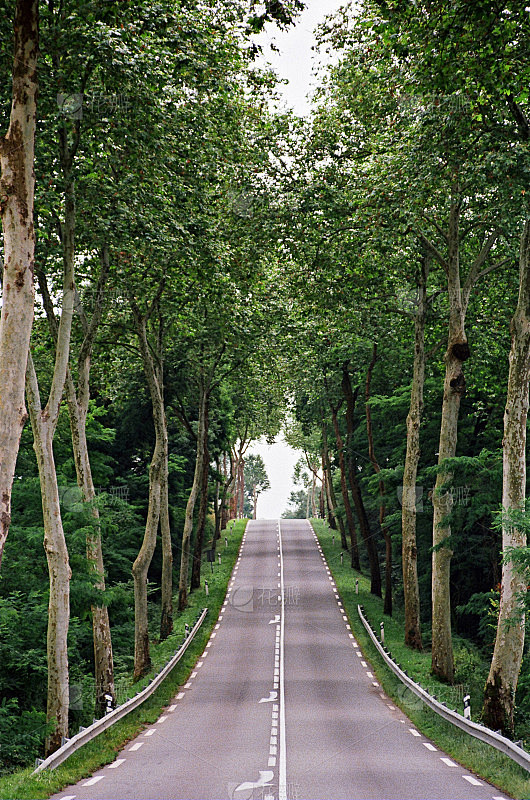 沿路有树的乡间小路