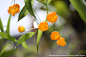 提灯百合【Sandersonia aurantiaca（chinese-lantern lily）】