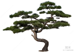 一水景观采集到植物素材