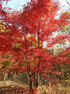 过去11采集到植物素材