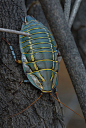 MITCHELL&#;8217s DIURNAL or PAINTED TRILOBITE COCKROACHPolyzosteria mitchelli©clusterpod / Andrei Nikulinsky
This is an especially nice shot by Tumblr&#8217;s own clusterpod, a wonderful Australian photographer.
Polyzosteria mitchelli belongs to t