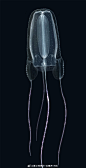 今天是水母日，看下人家画的这么多 jellyfish | Nicholas Bezio 让人赞叹啊 #动物# #生物# #博物# #自然# #自然笔记# #灵感的诞生# ​#3D# #设计# #科学插画# ​​​​