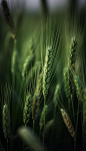 绿色小麦苗二十四节气小满风景摄影图