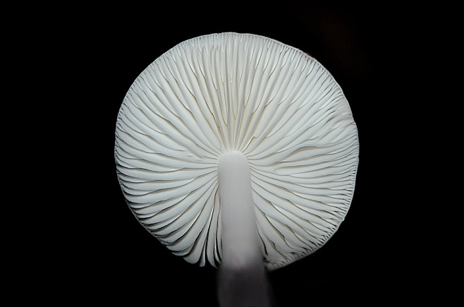 Photograph Mushroom ...