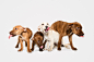 404 - Page not found : Ty Foster is the premiere Colorado and Connecticut dog and animal photographer.  He specializes in creating on location and studio photography