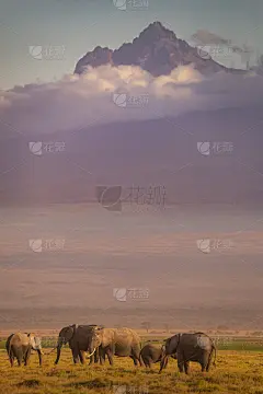 大象在乞力马扎罗山脚下的肯尼亚安博塞利公园(Amboseli Park)放牧，在温暖的夕阳下，可以看