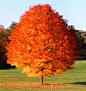 October Glory Red Maple Tree for Sale