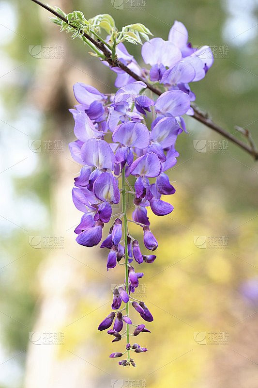 中国Purplevine,豆树,紫藤