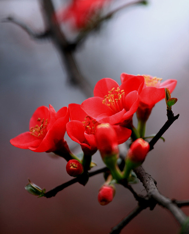 娇艳的铁梗海棠花