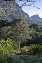 Prehistoric Garden (113)