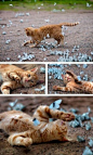 Cat playing with swarm of butterflies. #PANDORAloves