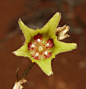 锦葵目 梧桐科 Hannafordia quadrivalvis Oak leaf felt bush Coral Bay WA P1220800 | Flickr - 相片分享！