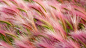 Earth_Foxtail Barley_463899