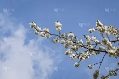 樱花枝上的白花映衬着春天的蓝天。在阳光明媚的日子里，樱花的特写。樱花盛开的季节。清新的壁纸，自然的背