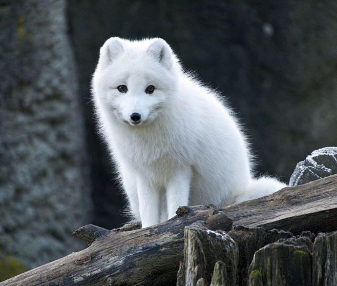 Arctic Fox by Eric O...