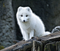 Arctic Fox by Eric Olsen on 500px#北极狐##白##摄影##动物#北极狐你好美，北极狐你好萌