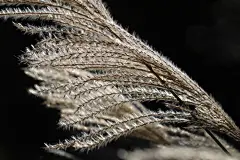 河边芦苇丛芦芛图片