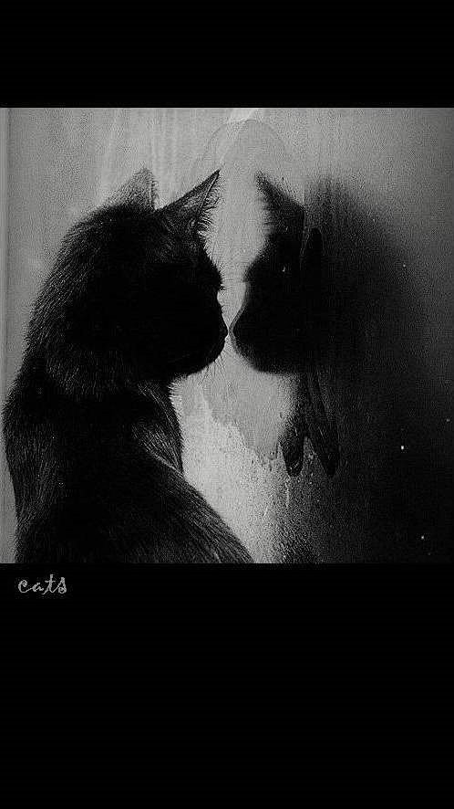 最爱黑猫