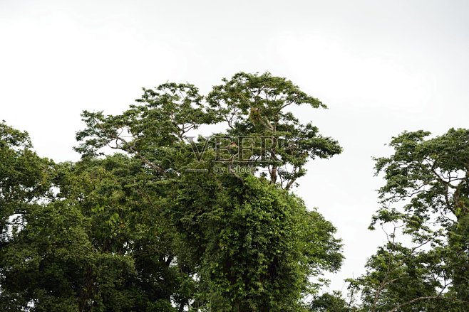 树懒在哥斯达黎加的雨林中放松照片摄影图片...