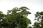 树懒在哥斯达黎加的雨林中放松照片摄影图片_ID:145788959-Veer图库