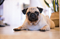 shallow focus photography of fawn pug