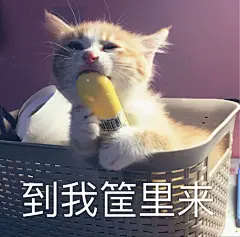 一组橘猫表情包合集，大橘为重