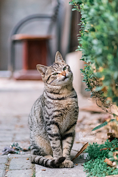 DESSSIGN采集到猫幸福了 人就幸福了