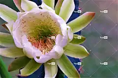 花 仙人掌 自然 夜绽放 花卉背景 花壁纸 白色的 美丽的花朵