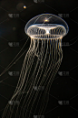 水母5