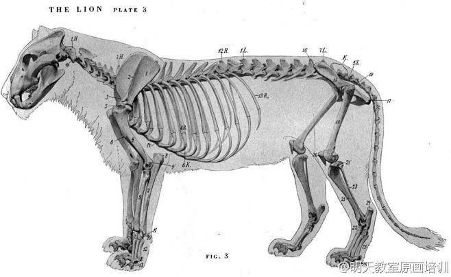 狮子肌肉骨架结构