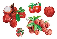 荔枝  - 源文件下载【酷图网】荔枝,荔枝图标,荔枝海报,荔枝宣传海报,荔枝促销海报,荔枝展板,荔枝背景,荔枝背景墙,荔枝背景板,荔枝宣传栏,荔枝宣传,荔枝素材,荔枝元素,荔枝插画,荔枝矢量,矢量荔枝,荔枝剪影,荔枝树,妃子笑,妃子笑荔枝,卖荔枝,