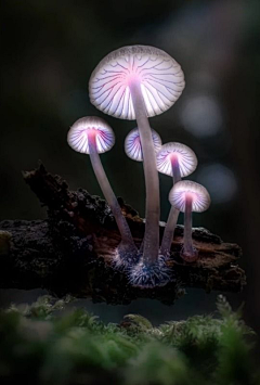 皮阿呆采集到蘑菇