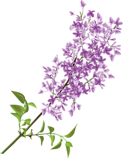叽叽哩采集到花花草草PNG