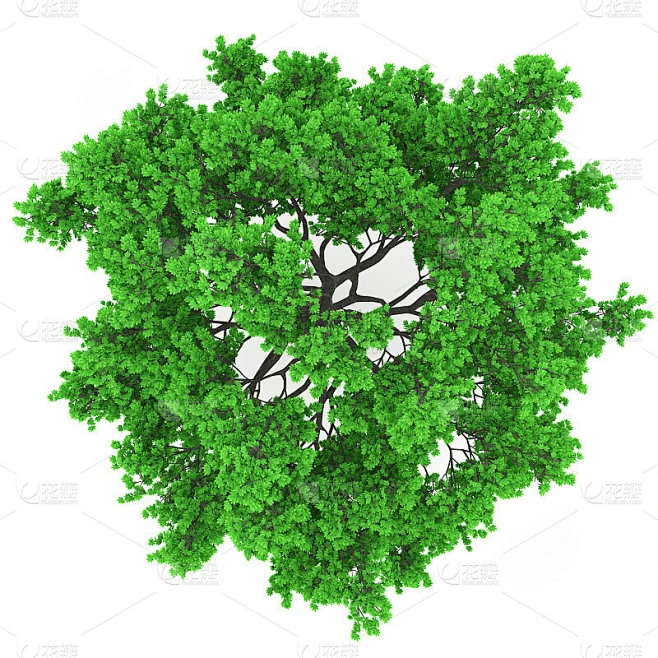 树的顶部素材-花瓣网