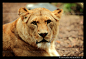 Lioness Portrait III by TVD