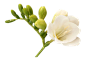 花朵png_百度图片搜索