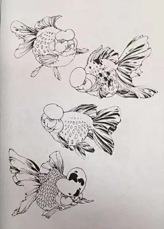 金鱼白描图及工笔《黑龙睛金鱼》画法解析_手机搜狐网