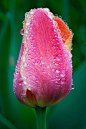 ~~Ballerina Tulip - Liliaceae Tulipa | Matthew Graham~~