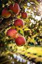 红富士苹果园果树水果农产品摄影图