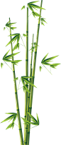 高清PNG图片 竹子图片绿竹模板PNG素材