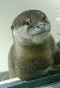 生活在日本广岛县的宫岛水族馆里的小水獭，超级萌有木有！