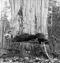 旧照片：伐木工人和巨木的最后留念。
