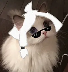 猫咪头像 - 堆糖，美图壁纸兴趣社区