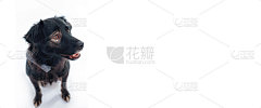 可爱的狗在白色的背景，孤立。班纳，背景是一只狗。可用的文本空间，复制空间